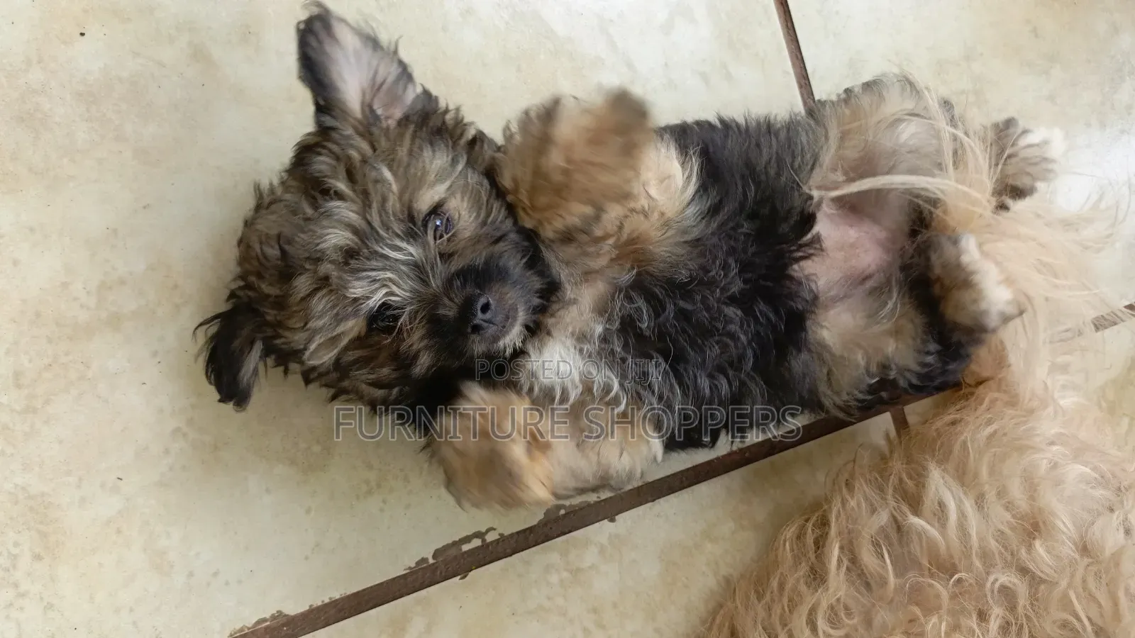 1-3 months Female Purebred Maltese