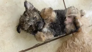 1-3 months Female Purebred Maltese