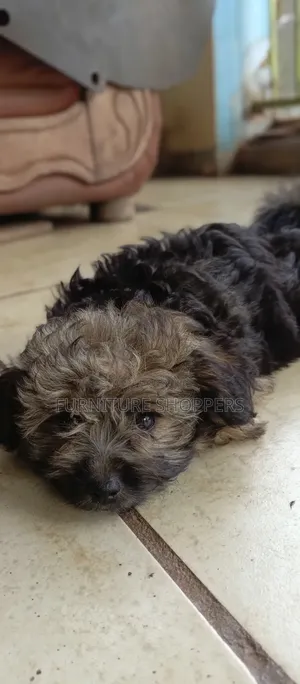 1-3 months Female Purebred Maltese