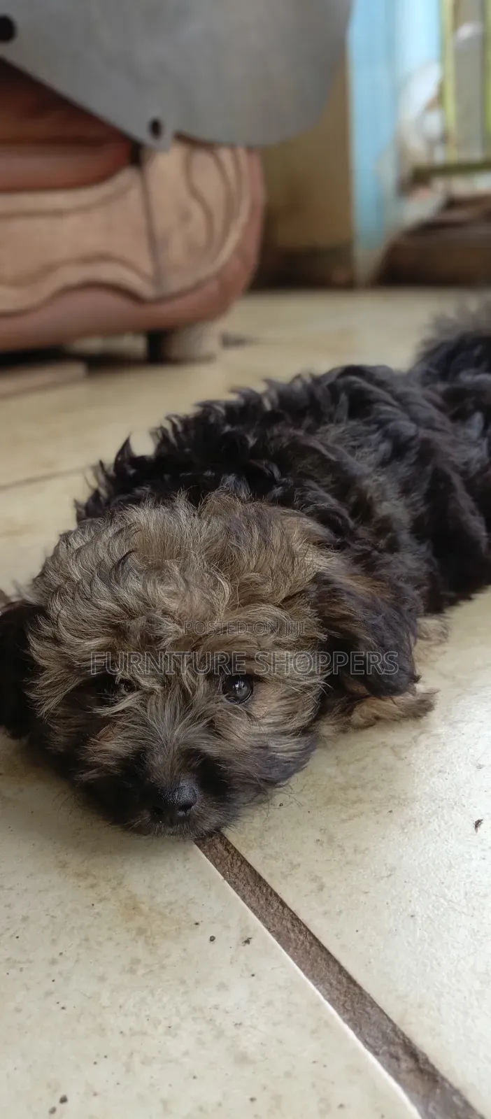 1-3 months Female Purebred Maltese