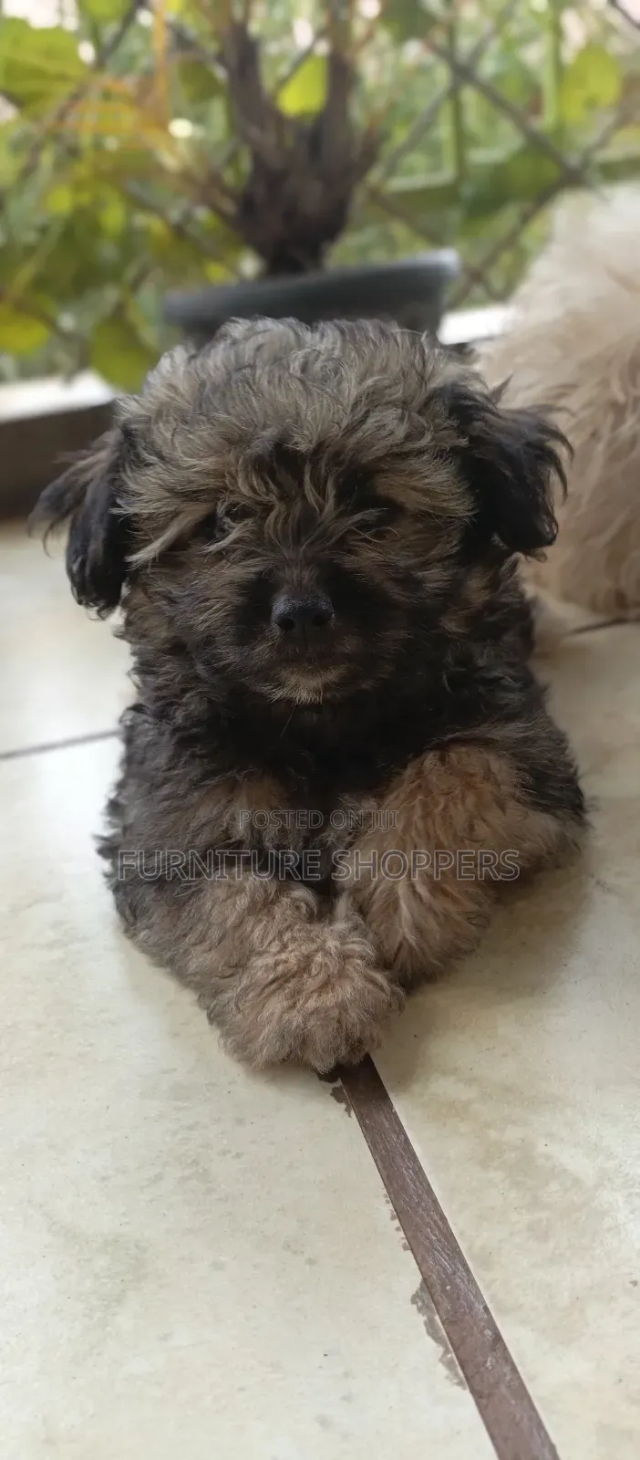 1-3 months Female Purebred Maltese