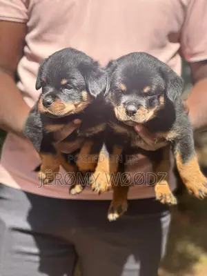 1-3 months Male Purebred Rottweiler