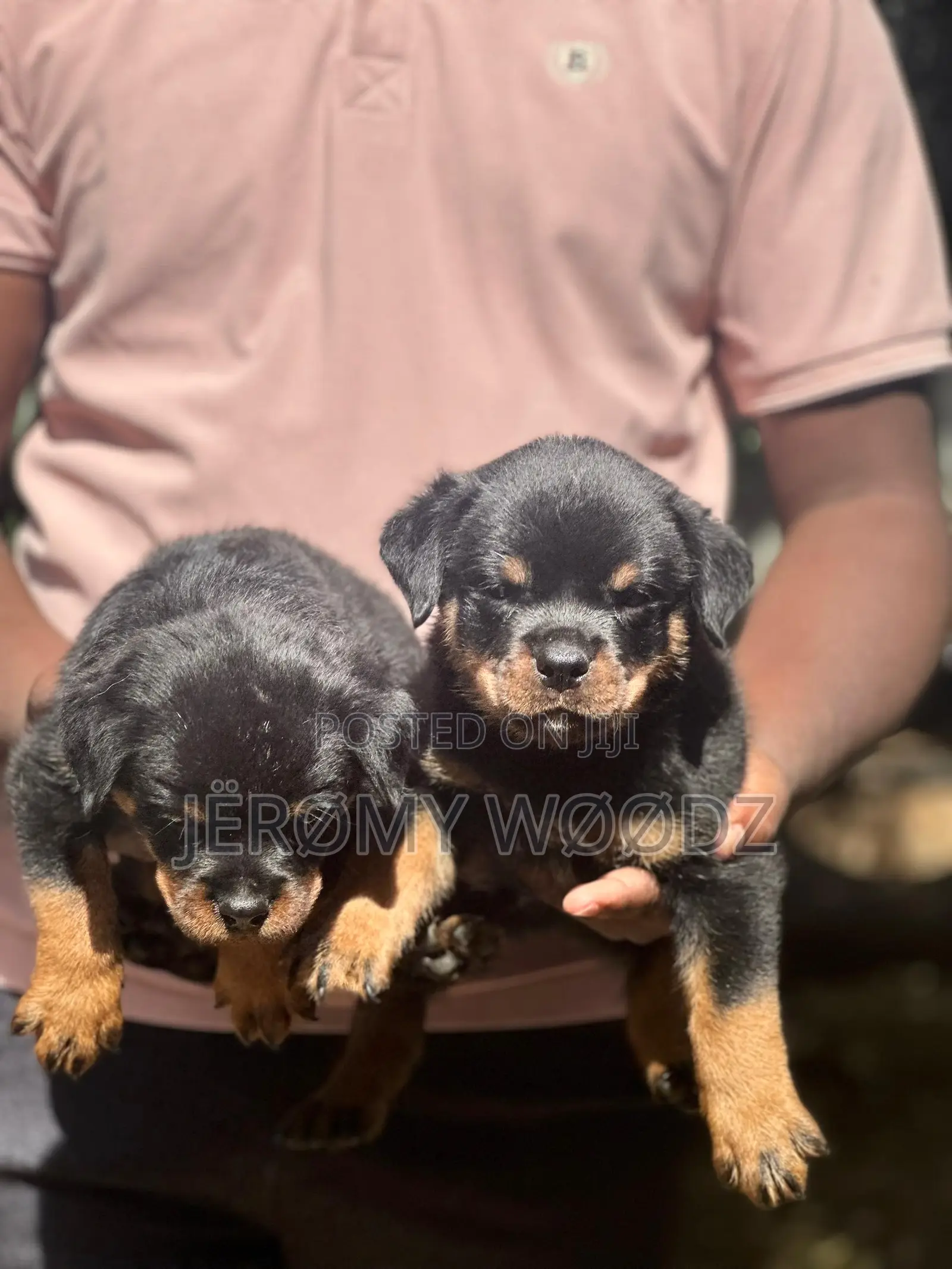 1-3 months Male Purebred Rottweiler