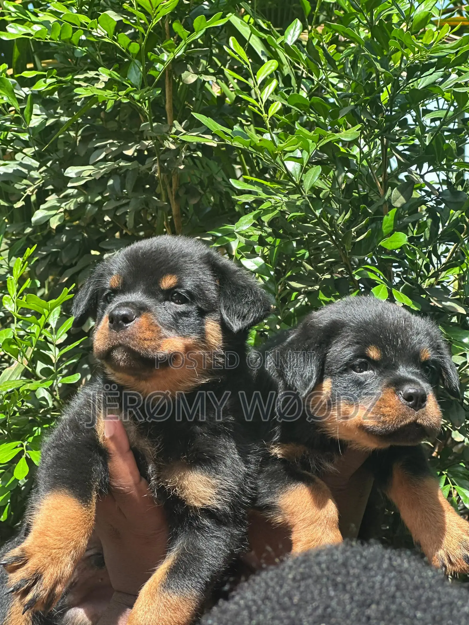 1-3 months Male Purebred Rottweiler