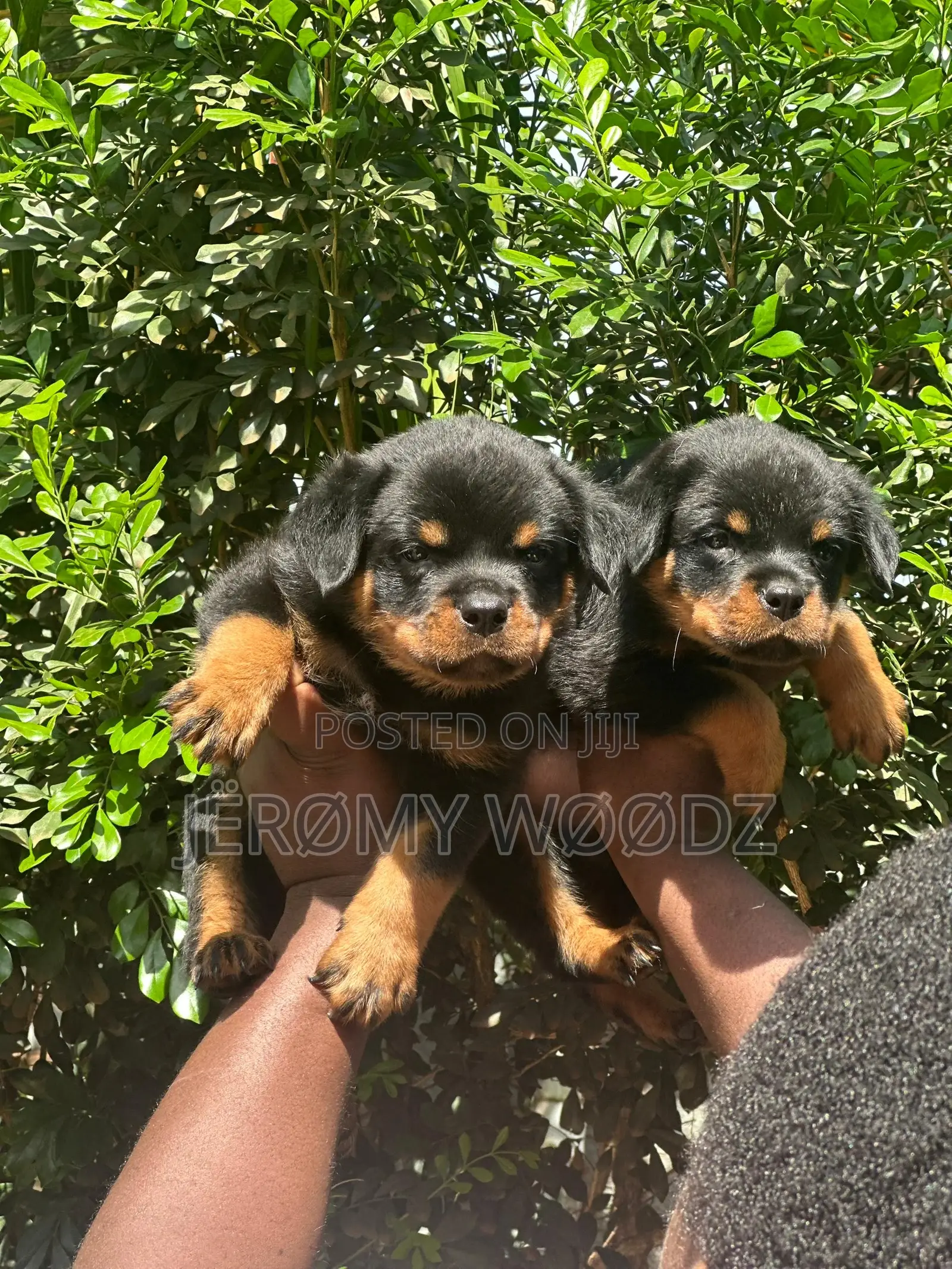 1-3 months Male Purebred Rottweiler