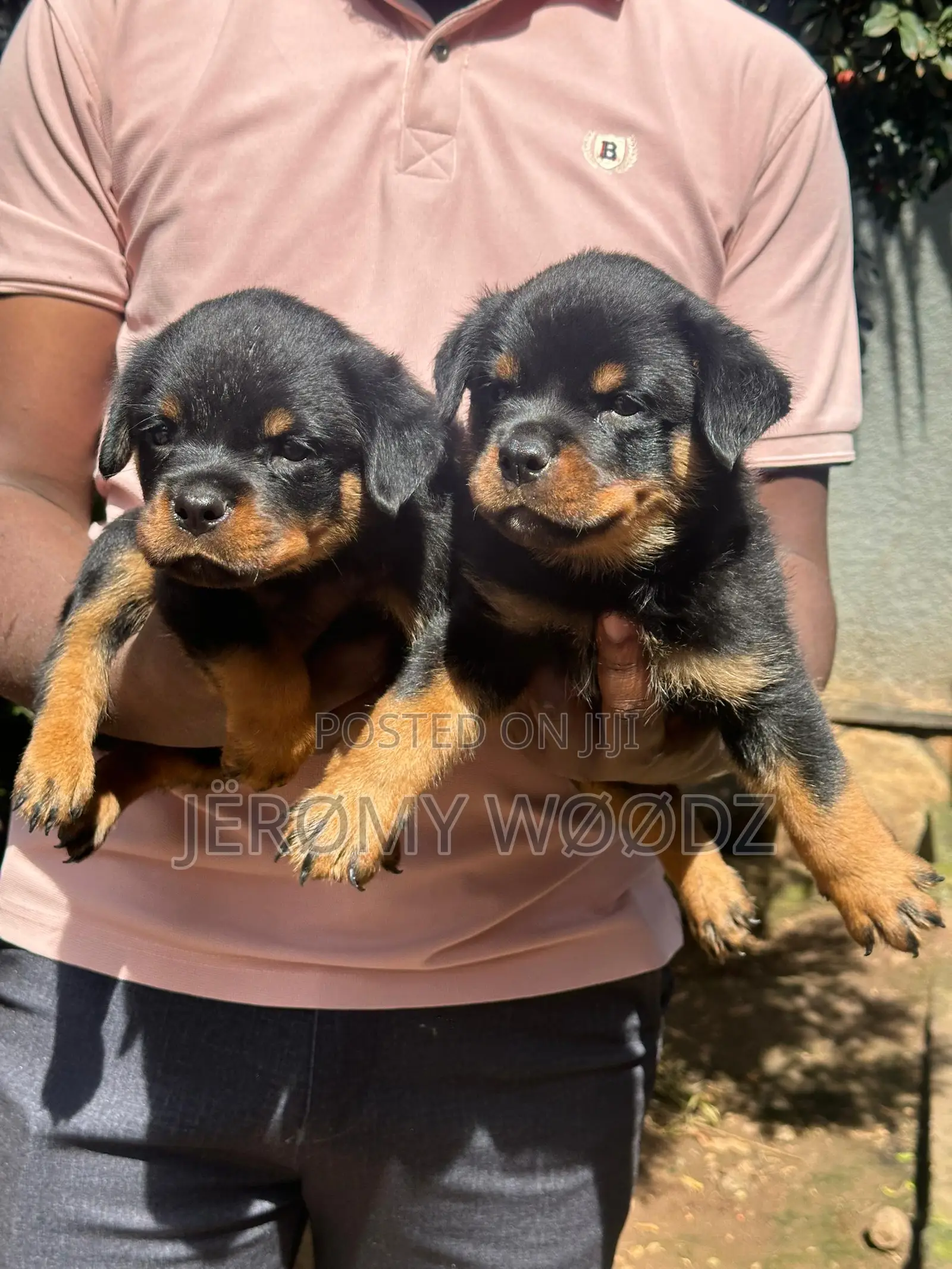 1-3 months Male Purebred Rottweiler