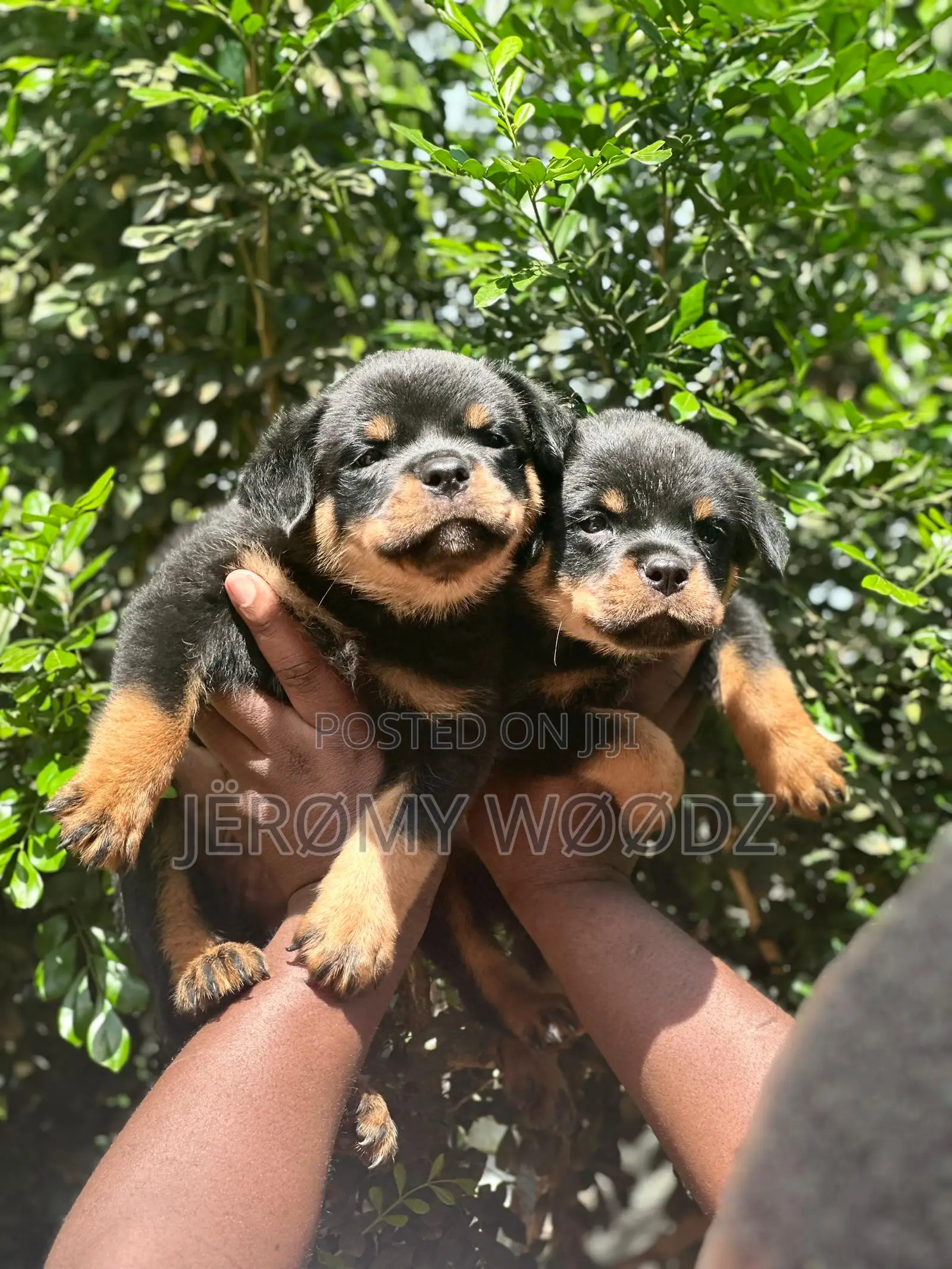 1-3 months Male Purebred Rottweiler