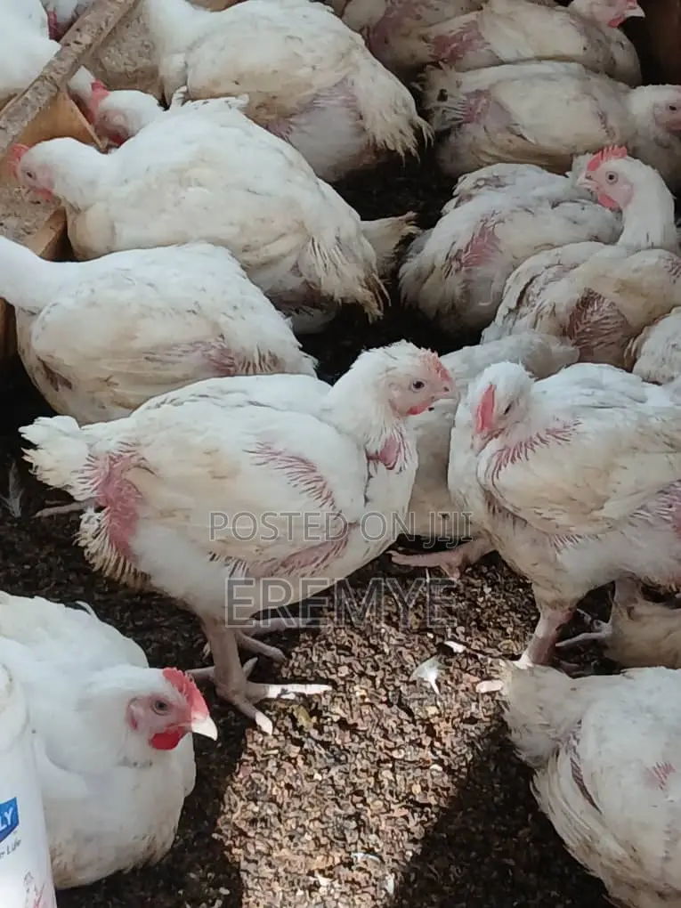 Broilers for Sale 2kg