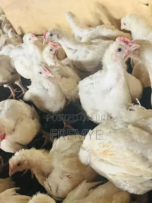 Broilers for Sale 2kg