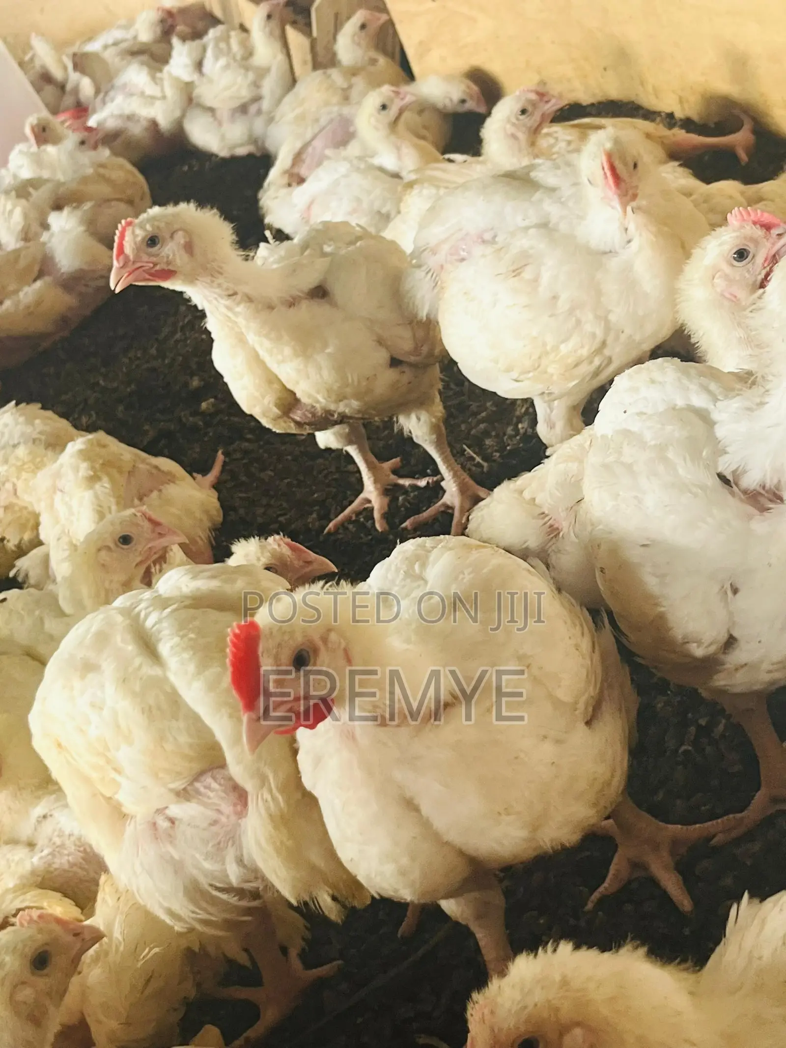 Broilers for Sale 2kg