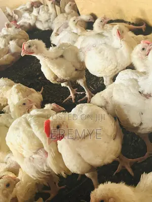 Broilers for Sale 2kg