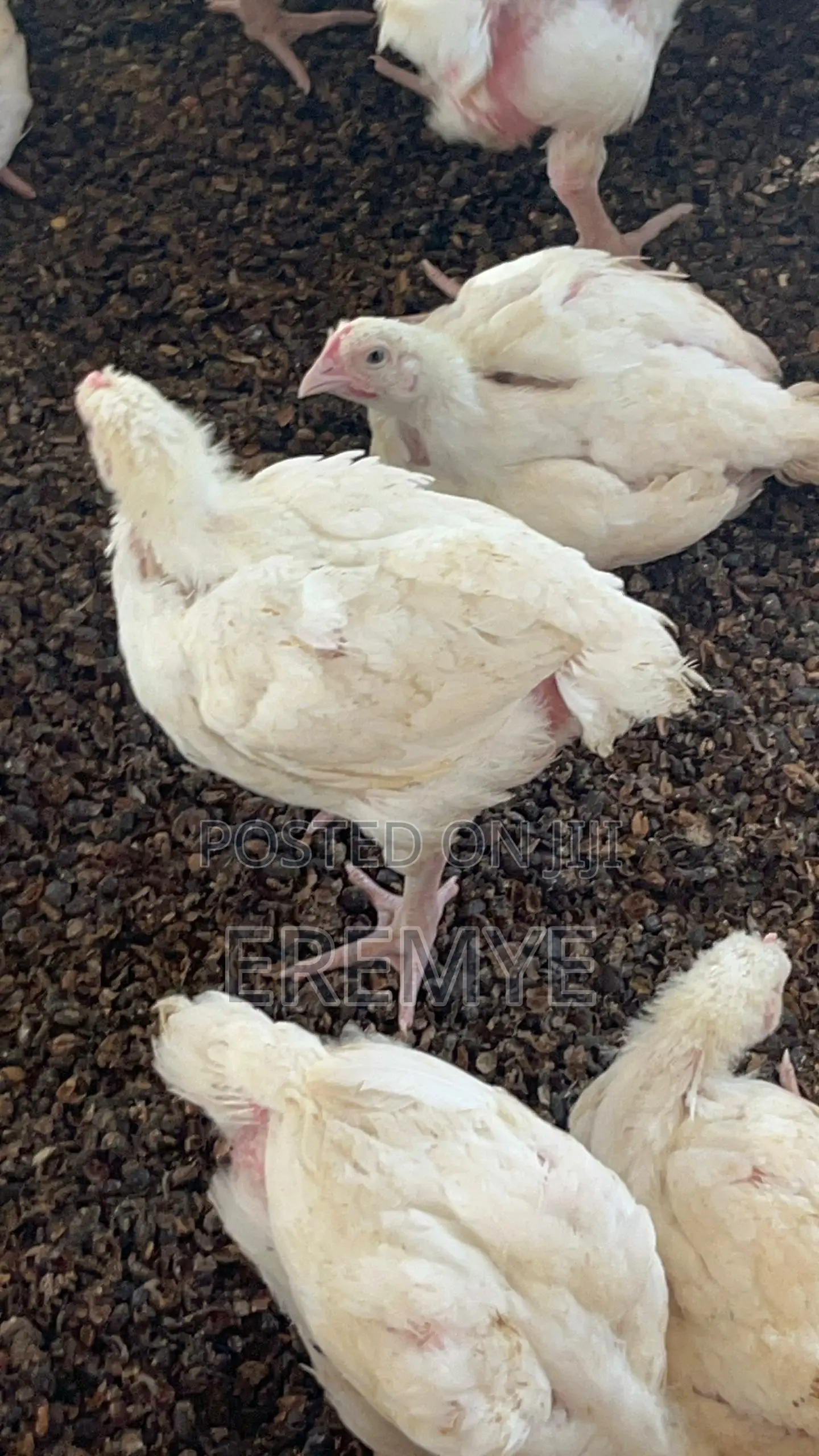Broilers for Sale 2kg