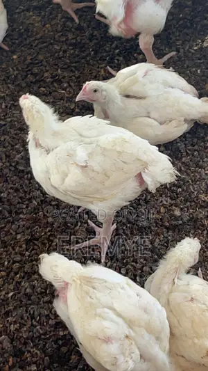 Broilers for Sale 2kg