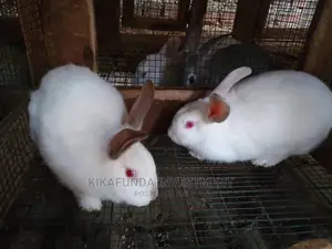 Exotic Newzealand White Rabbits