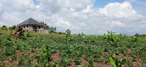 Mattugga Buwambo
