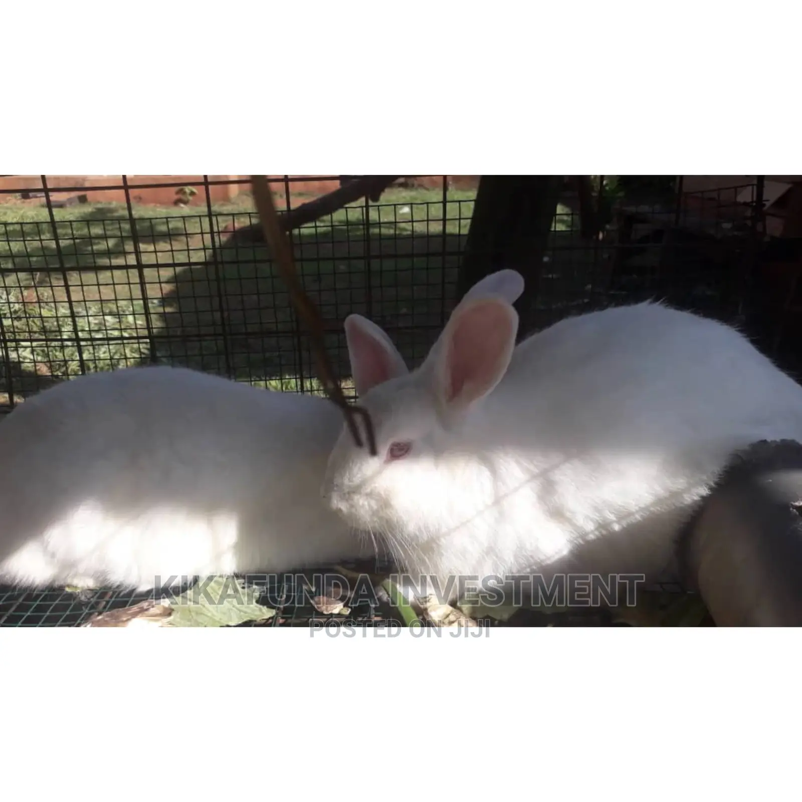 Exotic Newzealand White Rabbits
