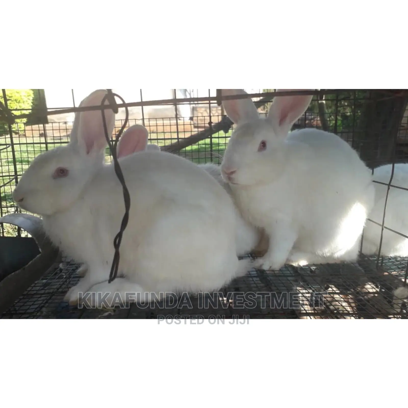 Exotic Newzealand White Rabbits