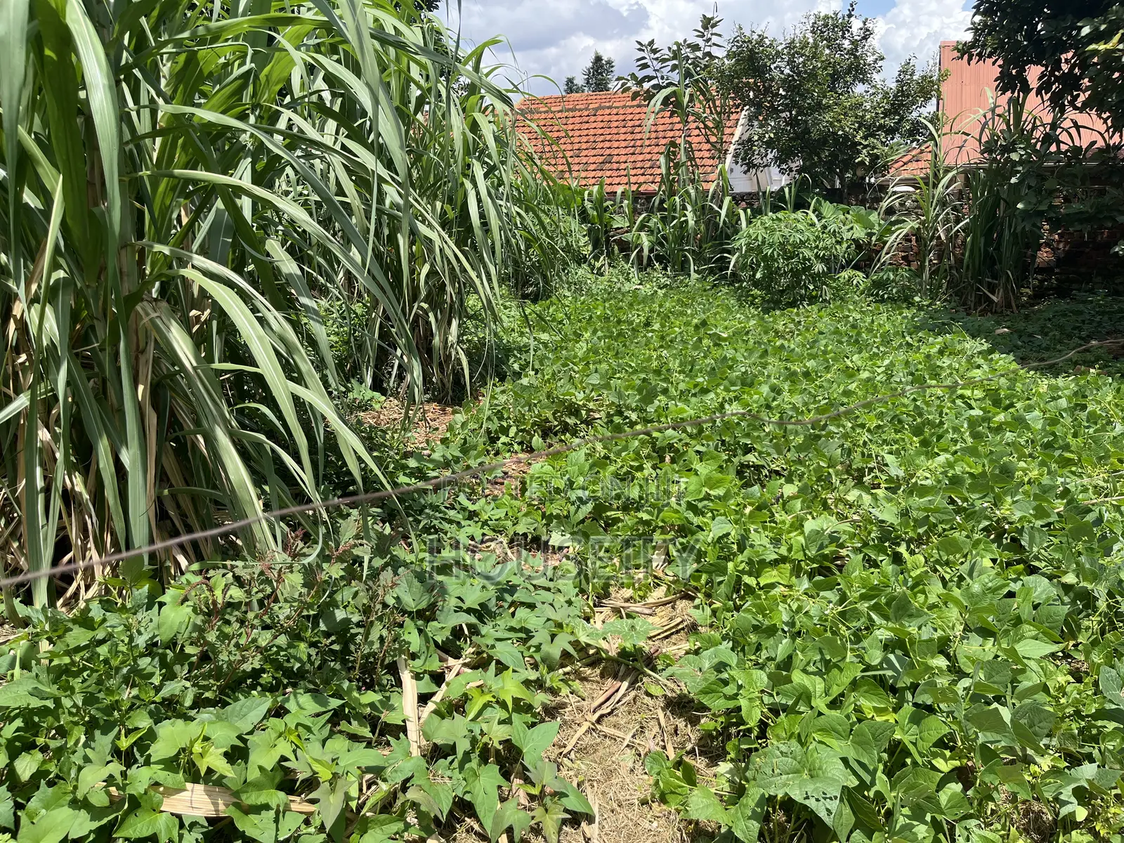 Land for Sale in Kiwaatule