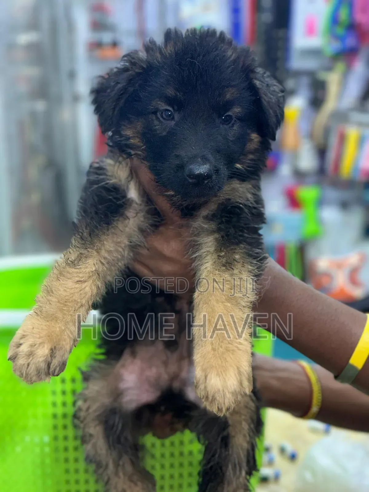 1-3 months Male Purebred German Shepherd