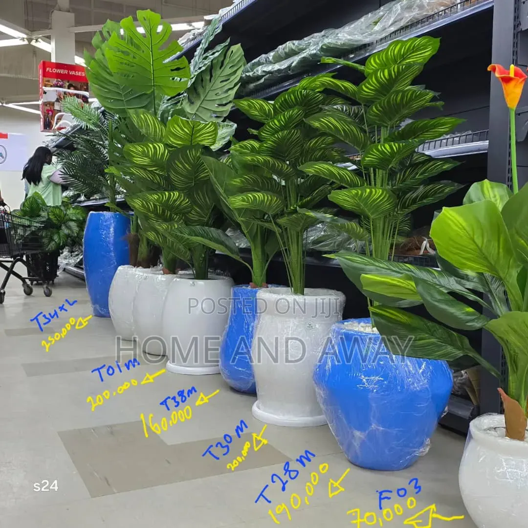 Flower Pots/All Types of Flowers Flower Pots From 150,000/-
