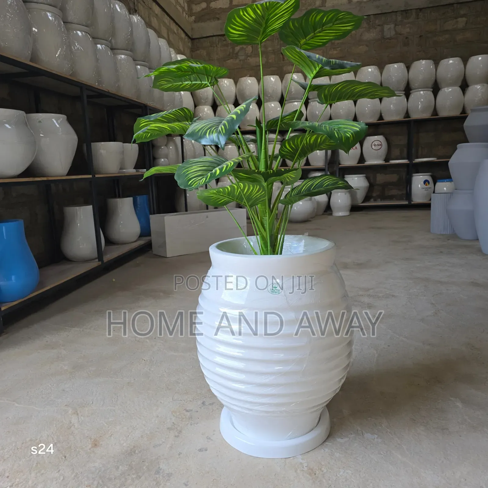 Flower Pots/All Types of Flowers Flower Pots From 150,000/-