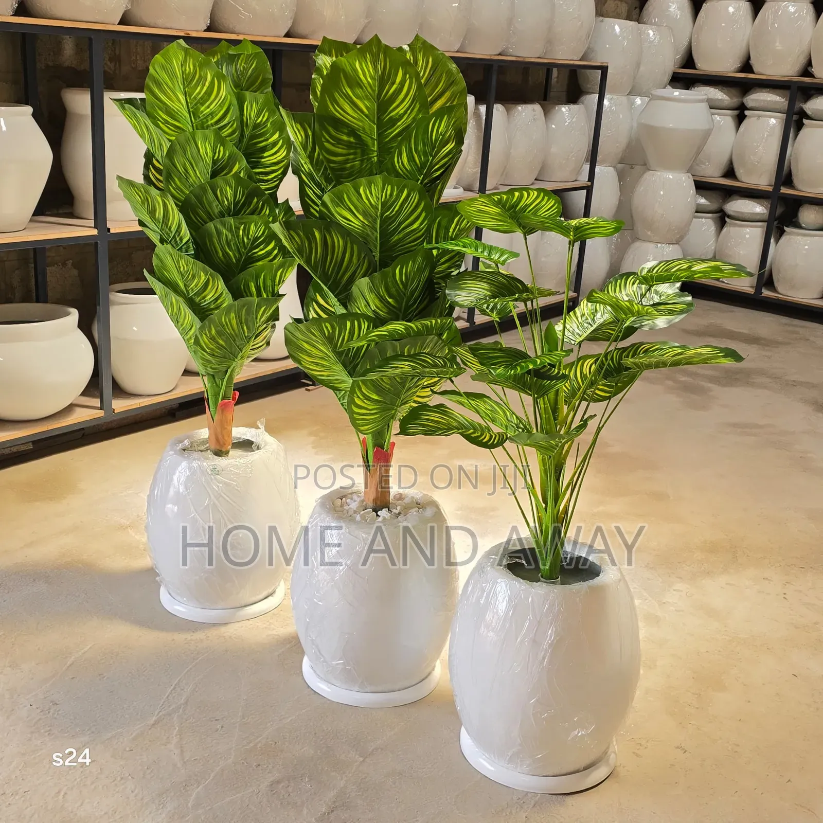 Flower Pots/All Types of Flowers Flower Pots From 150,000/-