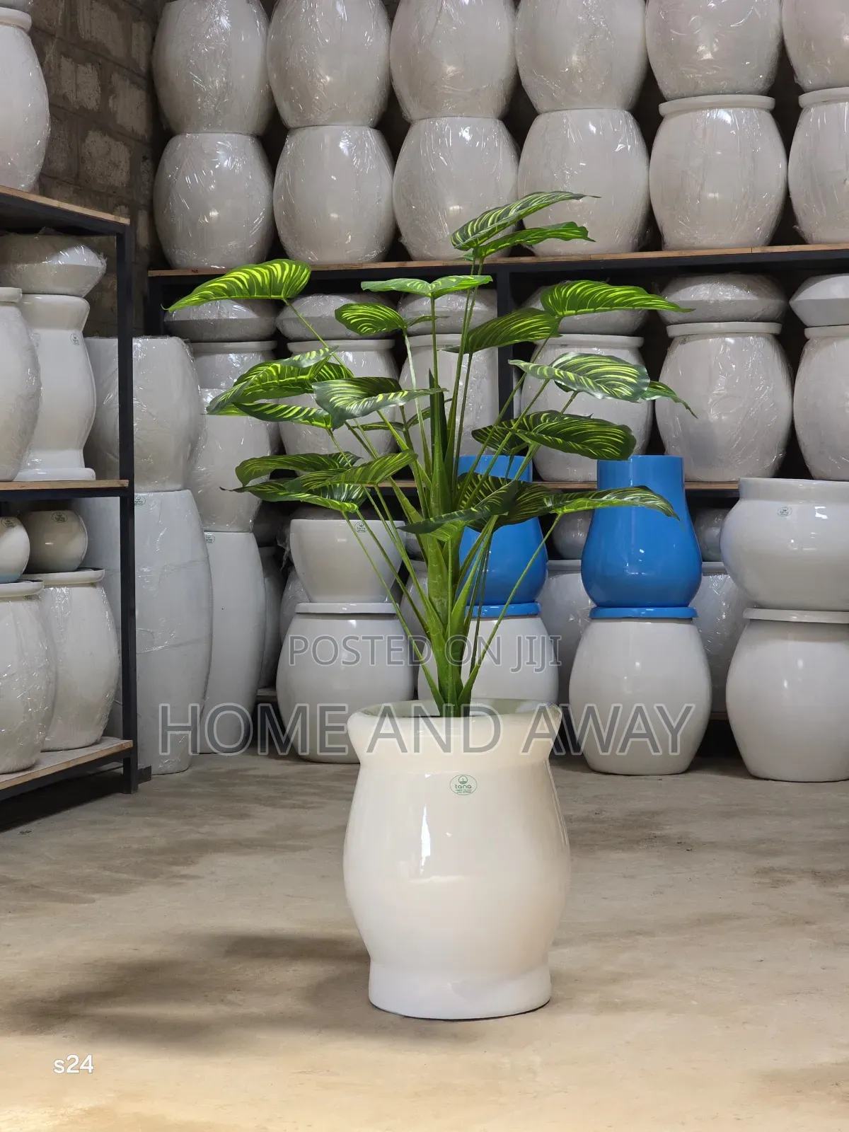 Flower Pots/All Types of Flowers Flower Pots From 150,000/-