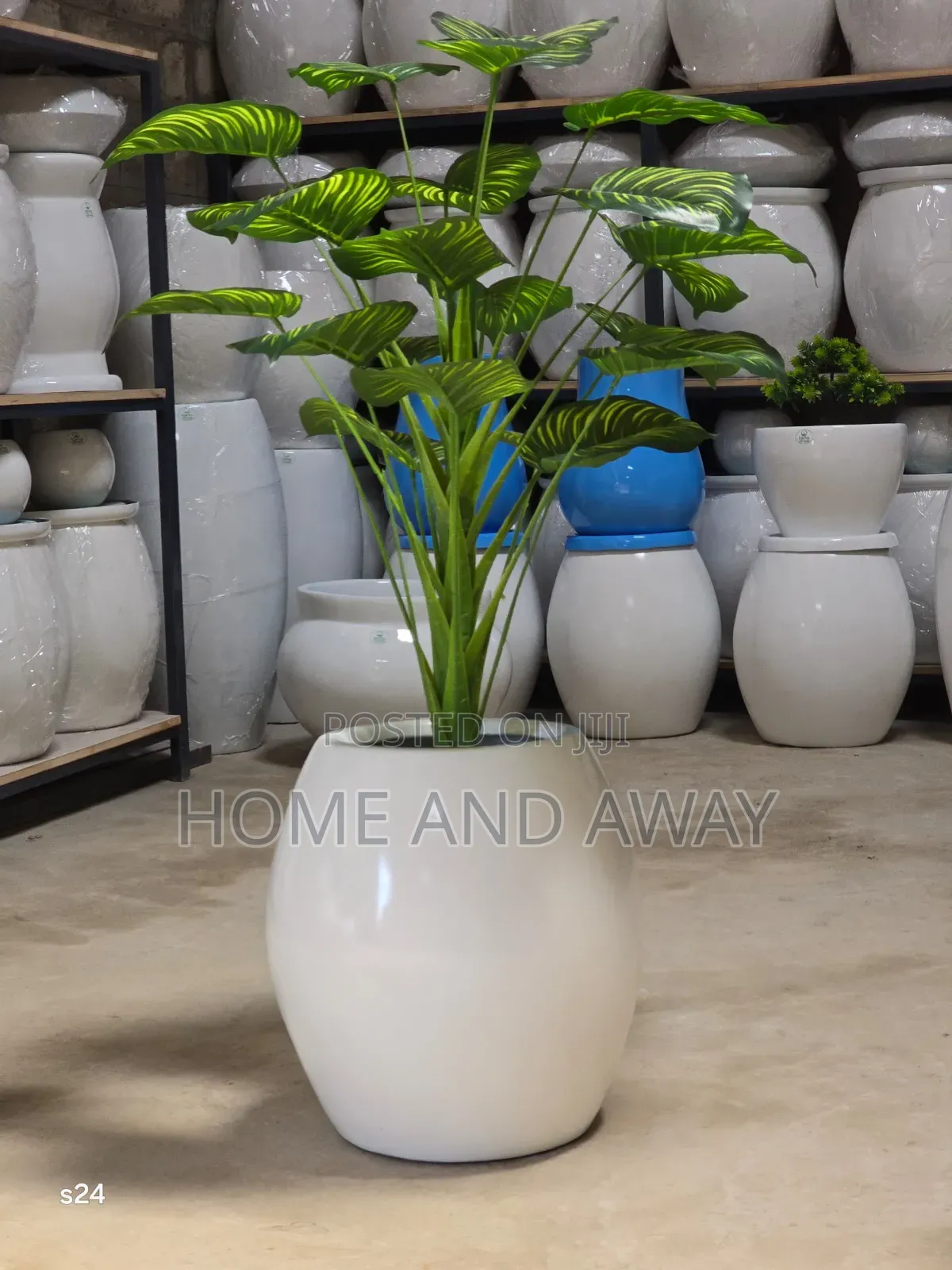 Flower Pots/All Types of Flowers Flower Pots From 150,000/-