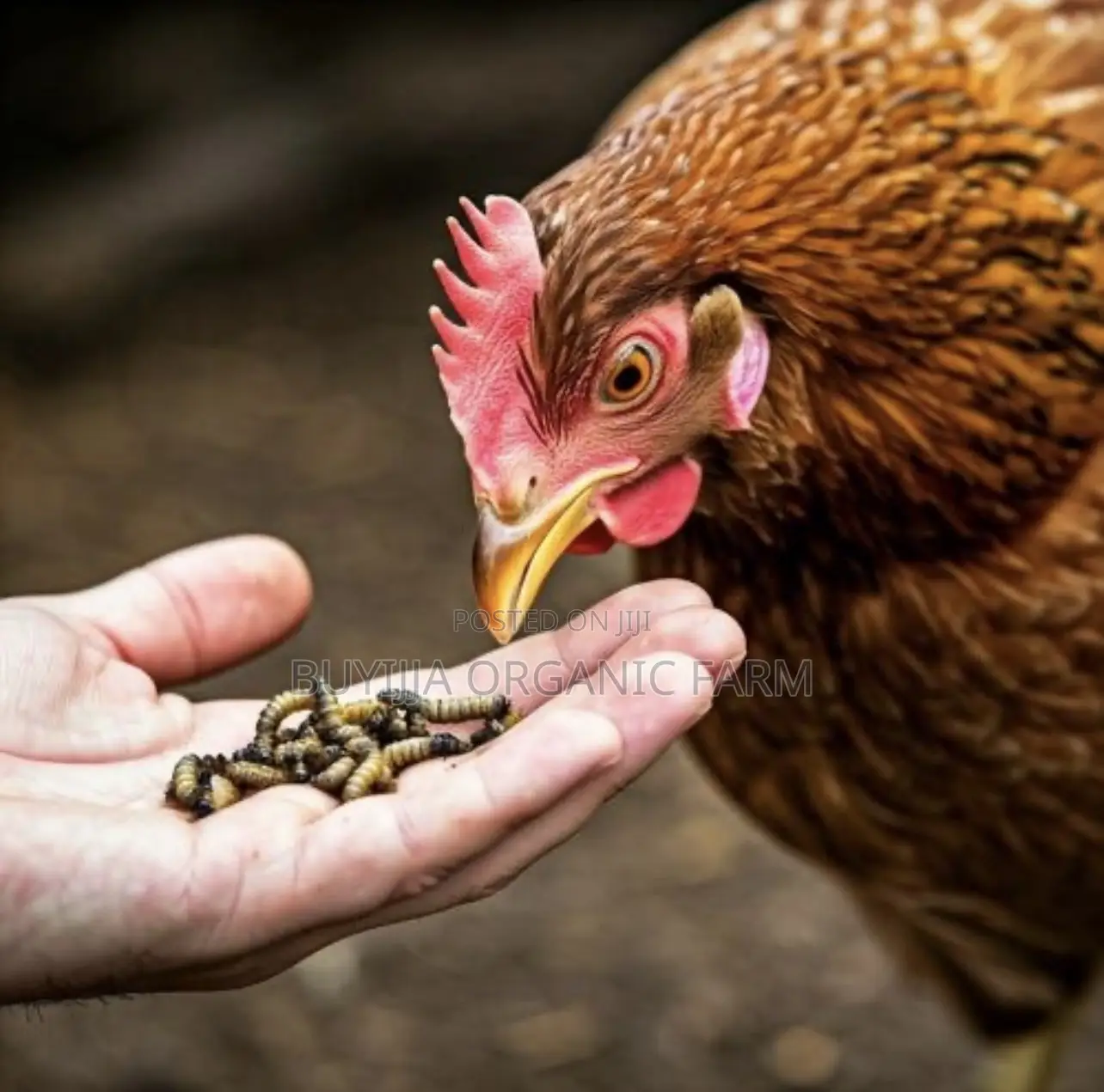 BSF Maggots for Sale – Boost Your Poultry Profits Naturally!