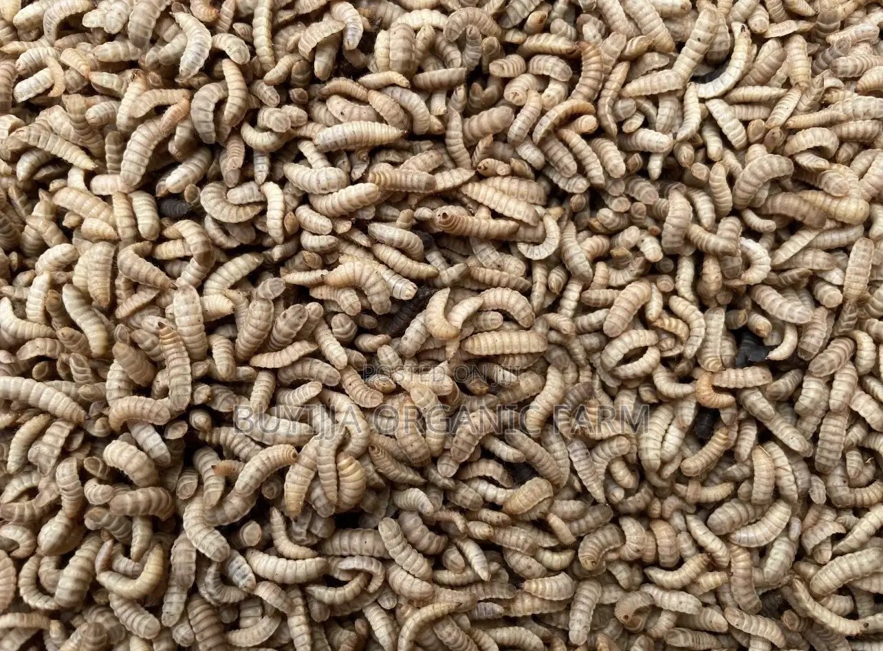 BSF Maggots for Sale – Boost Your Poultry Profits Naturally!