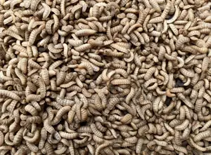 BSF Maggots for Sale – Boost Your Poultry Profits Naturally!