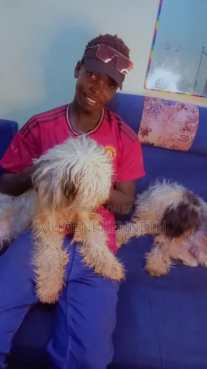 1-3 months Male Purebred Maltese