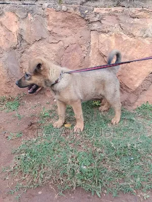 1-3 months Male Mixed Breed Maltese