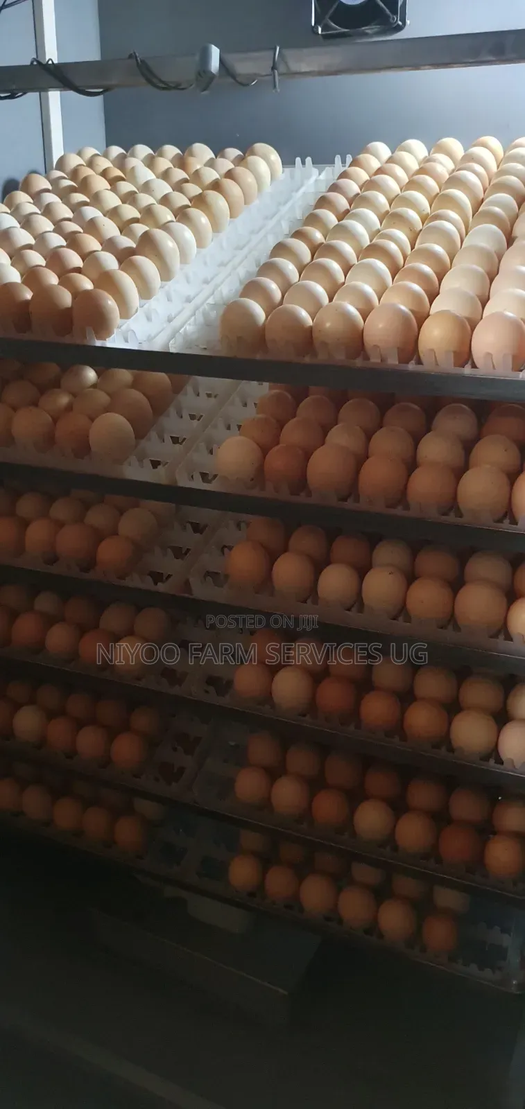 Fresh Fertilized Sasso and Kenbro Eggs