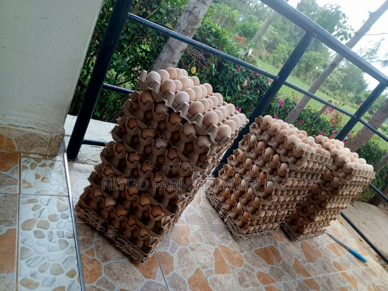 Fresh Fertilized Sasso and Kenbro Eggs