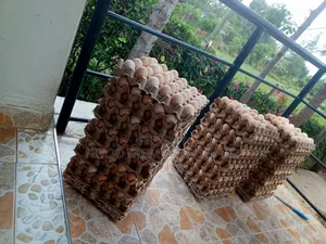 Fresh Fertilized Sasso and Kenbro Eggs