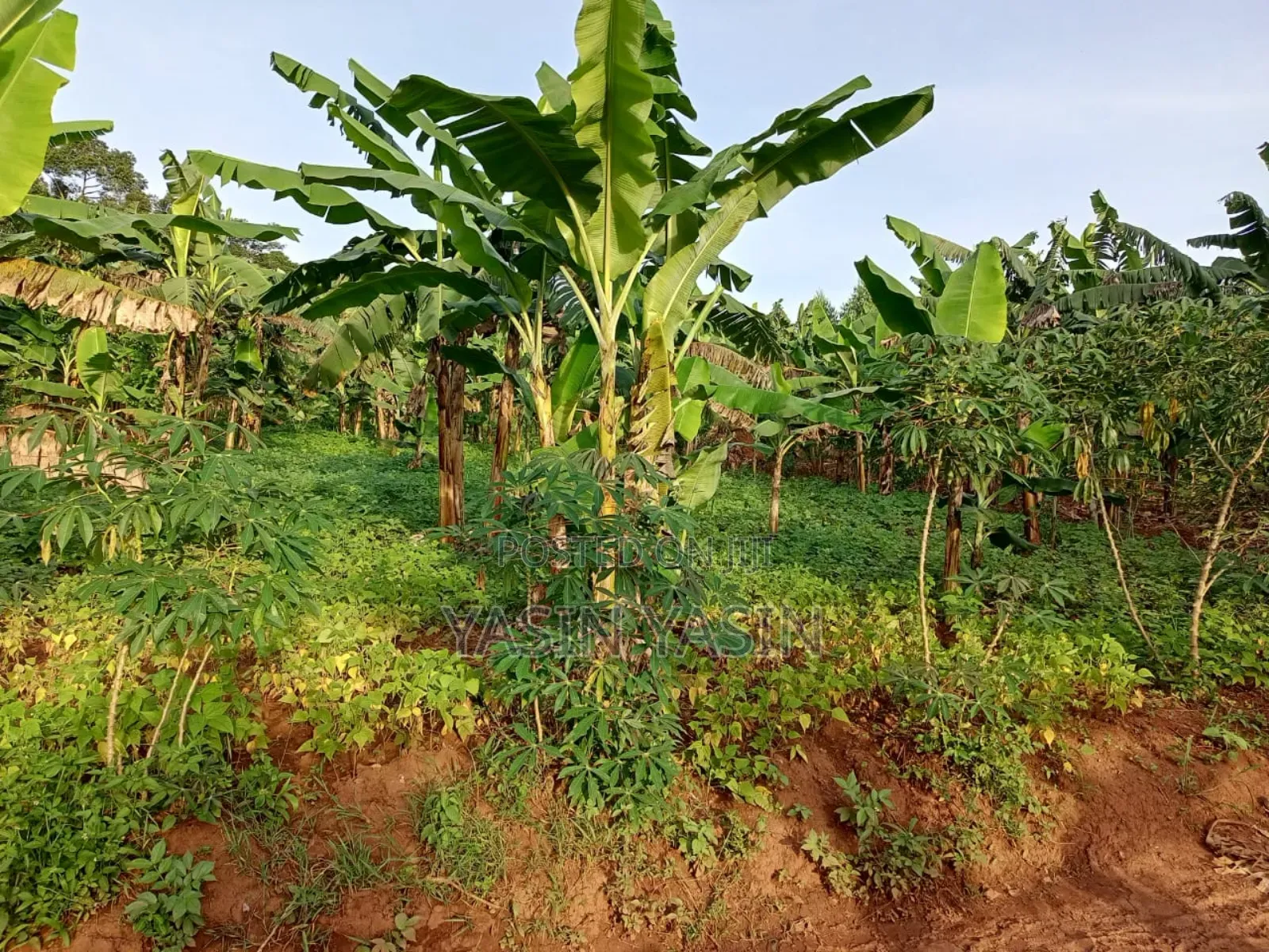 50*100ft Plot on Sale Located at Mende Wakiso Only 5km Off Tarmac.