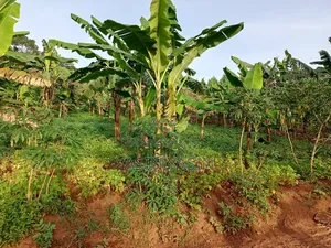 50*100ft Plot on Sale Located at Mende Wakiso Only 5km Off Tarmac.