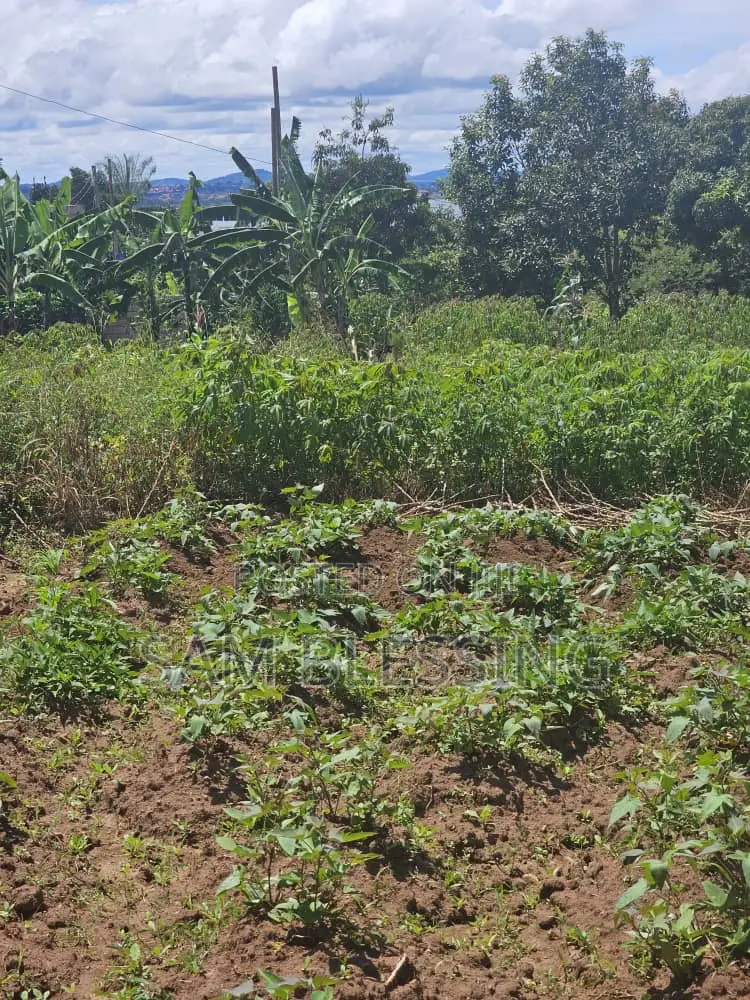 40 Decimals for Sale in Bweya After Kajjansi Entebbe Road