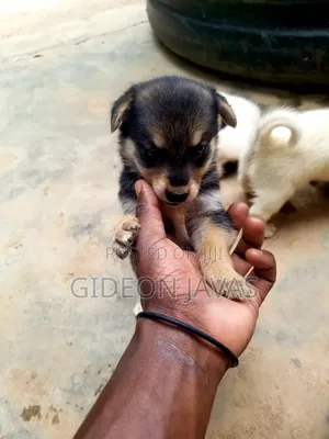 1-3 months Male Purebred Havanese