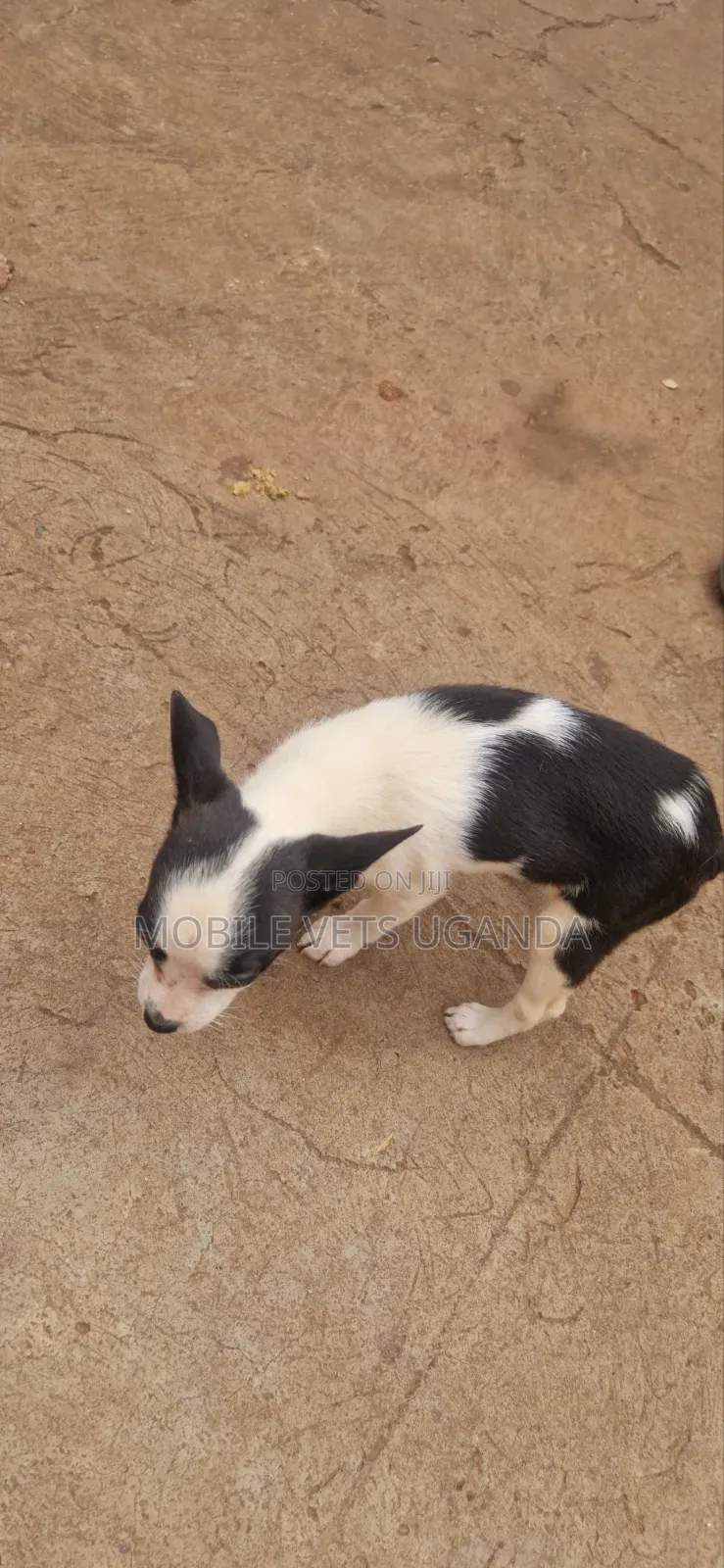 1-3 months Female Purebred Boston Terrier