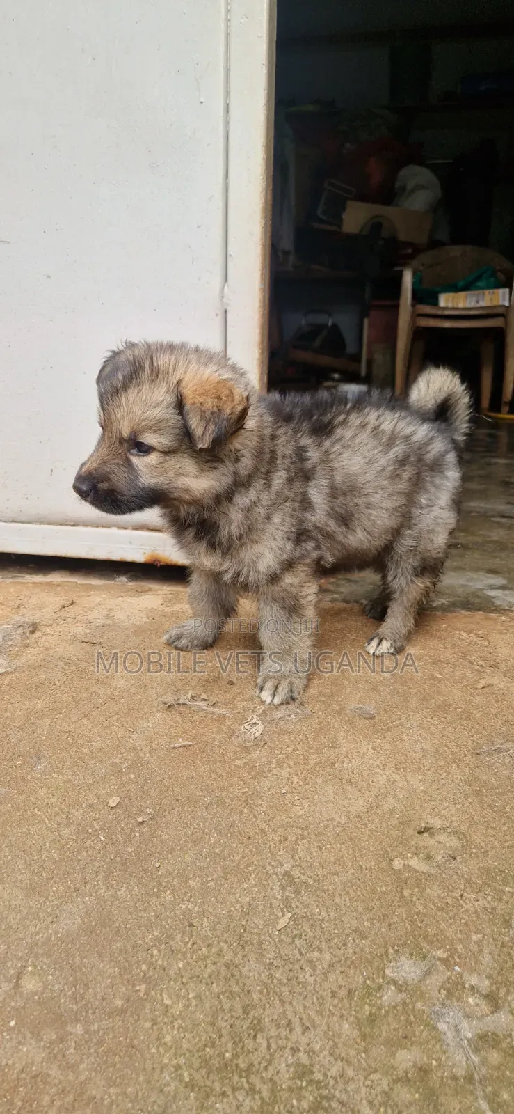 1-3 months Male Purebred German Shepherd