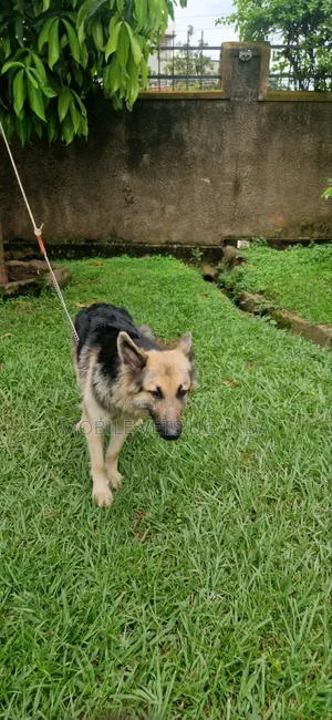 3-6 months Male Purebred German Shepherd