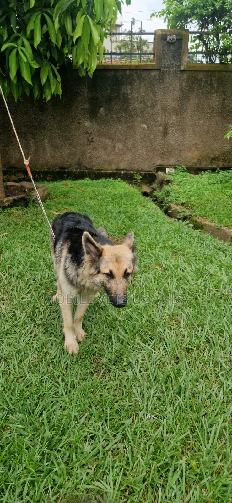 3-6 months Male Purebred German Shepherd