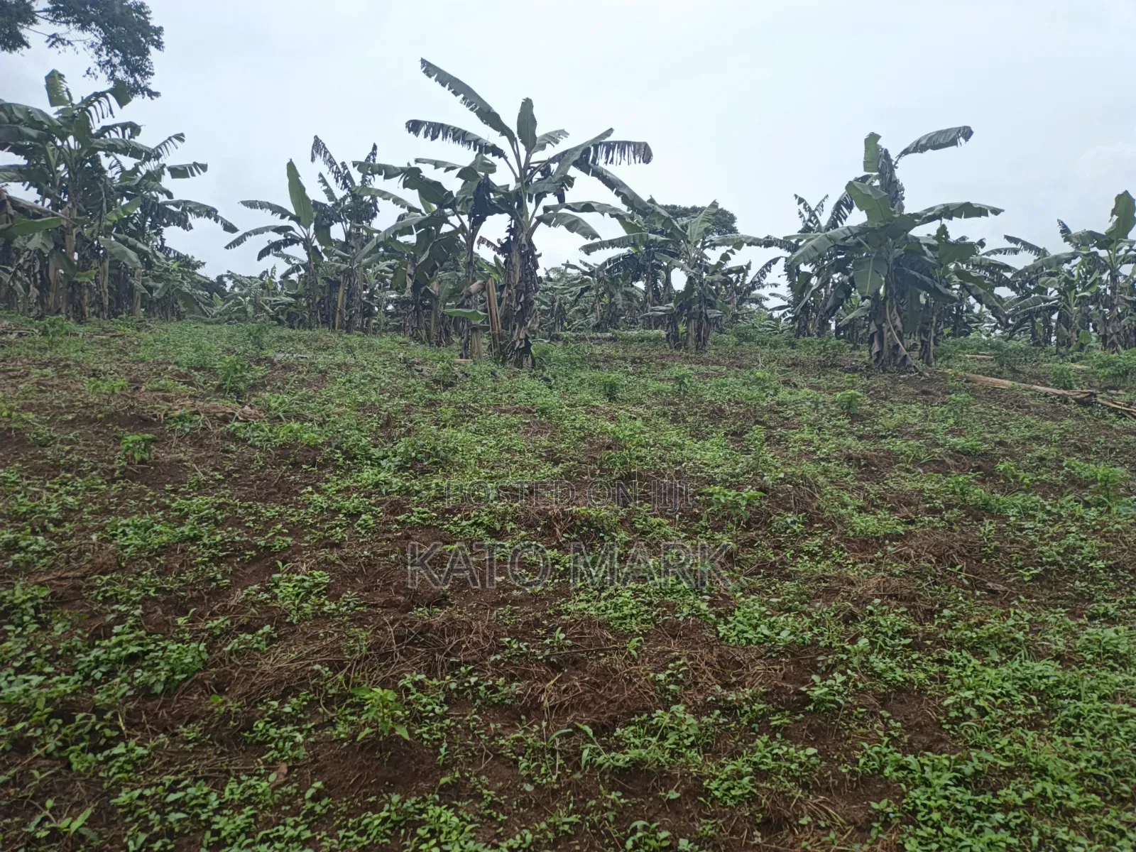3 Acres for Sale Located at Nkokonjeru