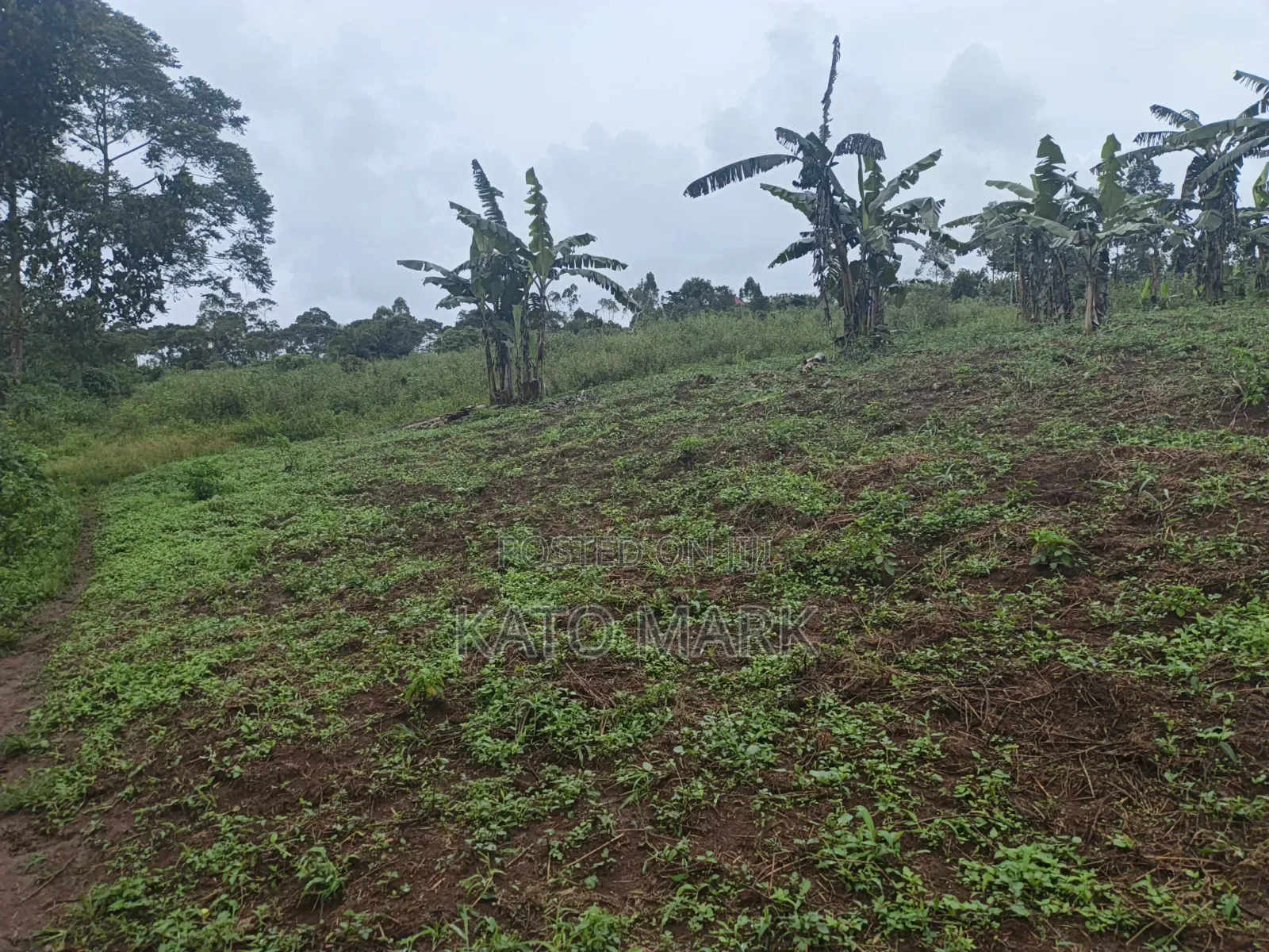 3 Acres for Sale Located at Nkokonjeru