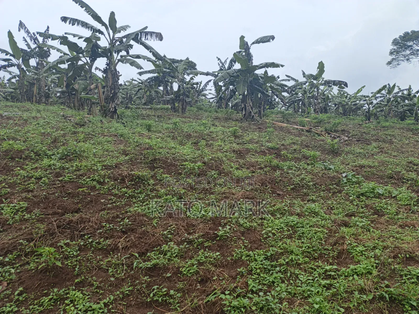 3 Acres for Sale Located at Nkokonjeru