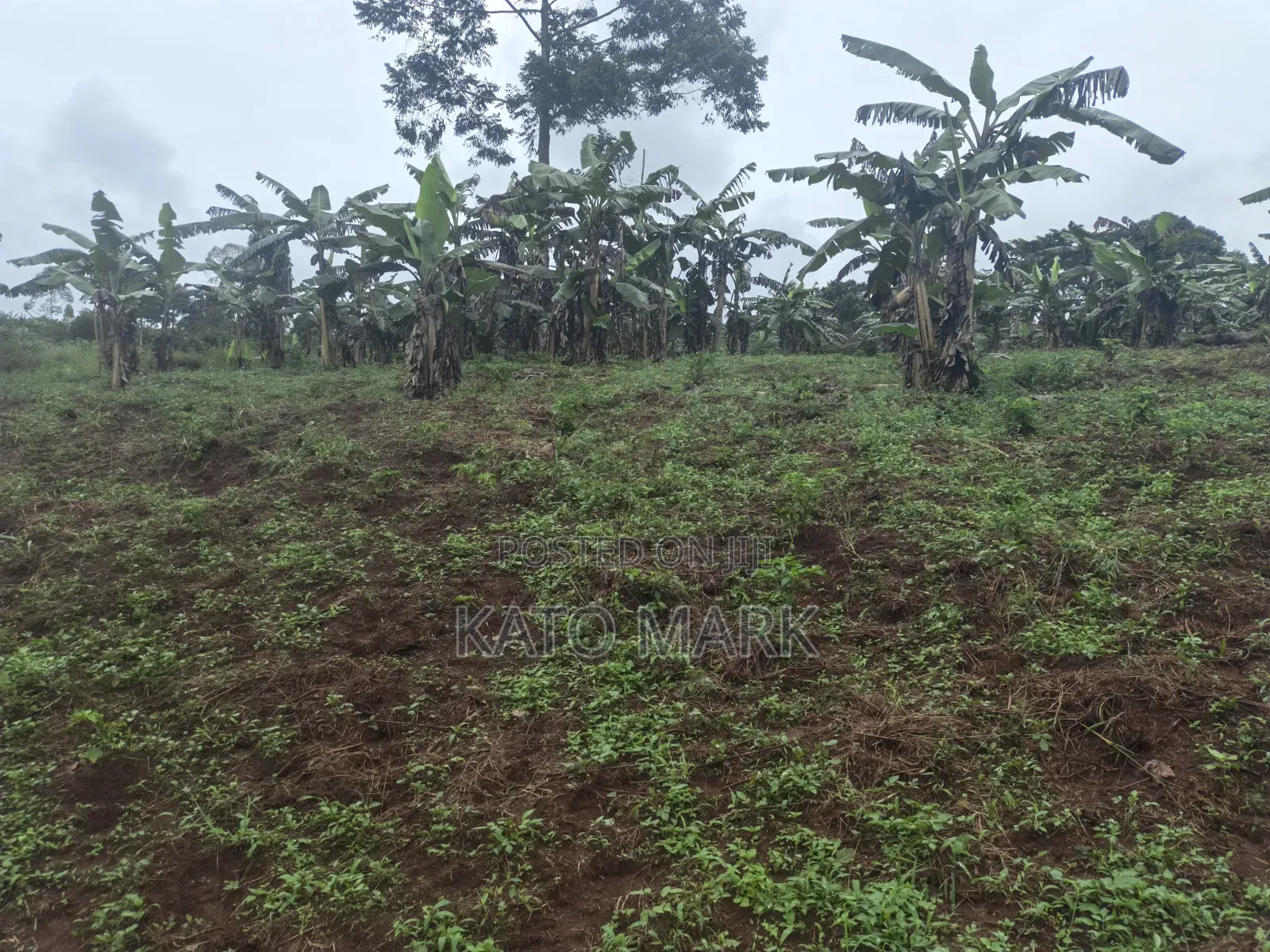 3 Acres for Sale Located at Nkokonjeru