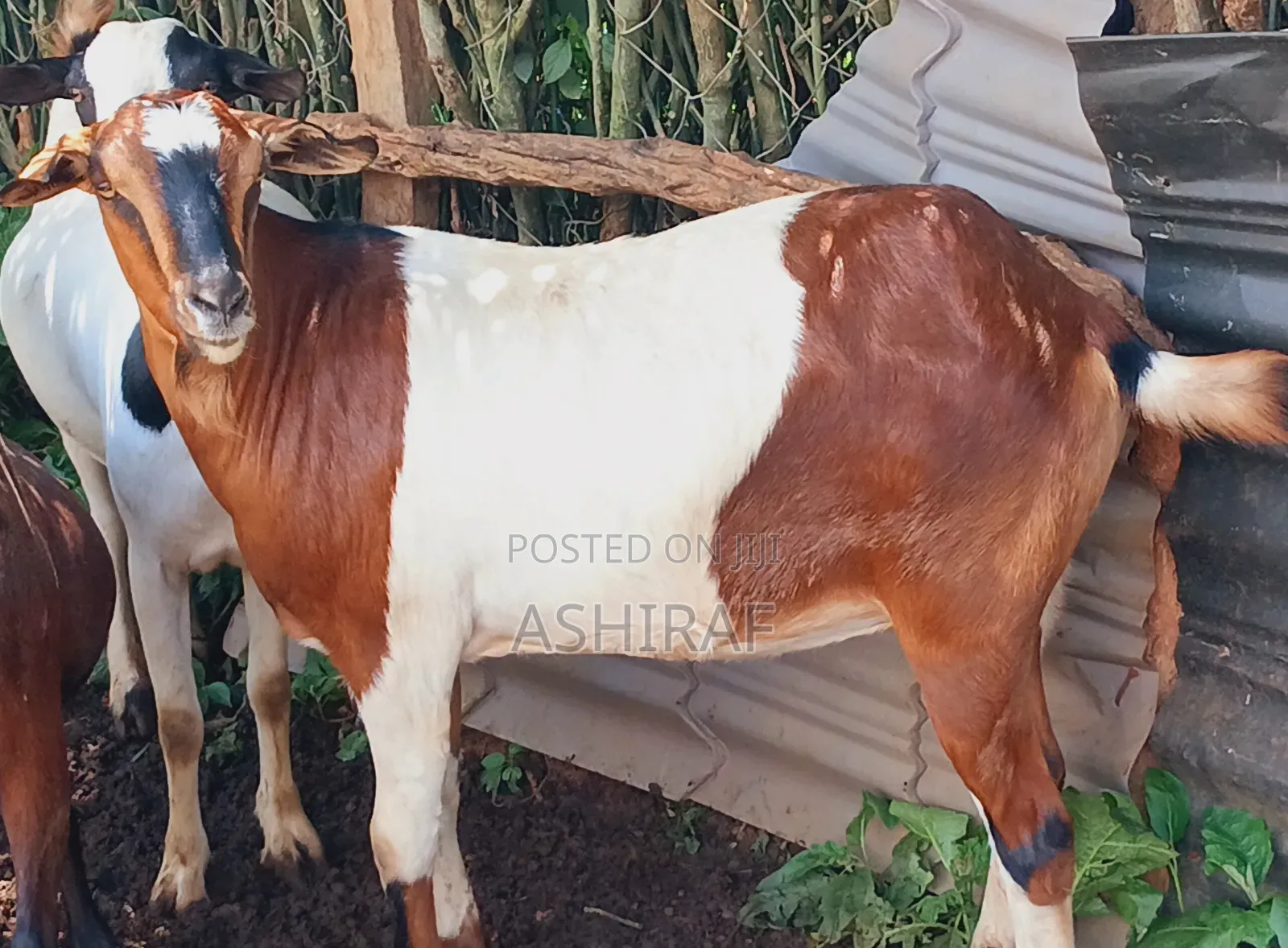 Goats for Sale in Kampala