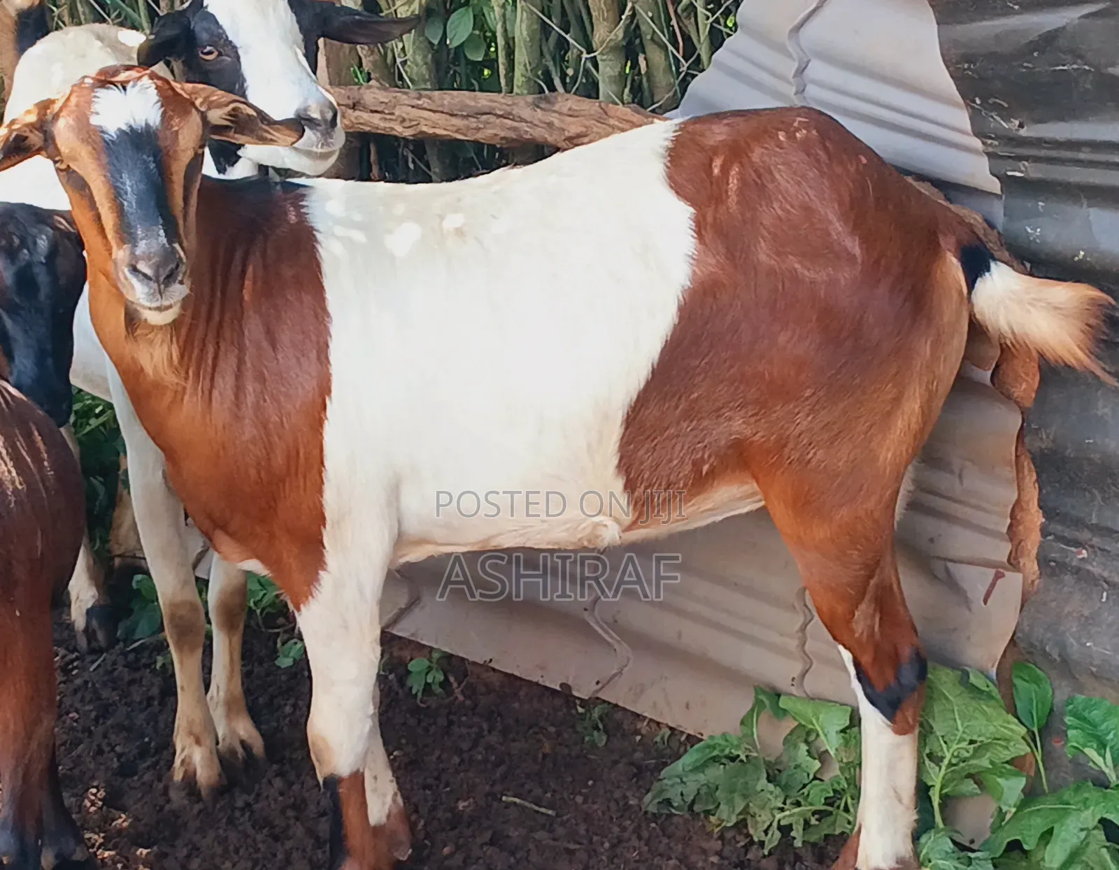 Goats for Sale in Kampala